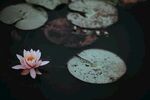 莲花             