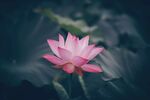 莲花             