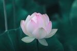 莲花             