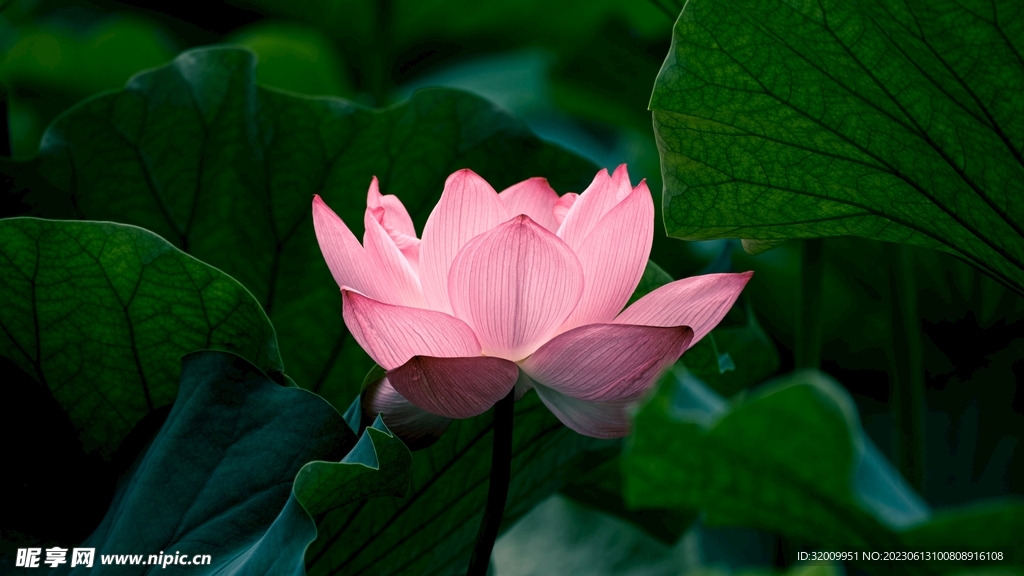 莲花             