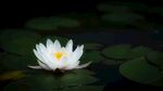 莲花             