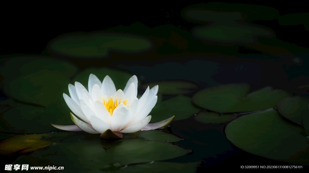 莲花             