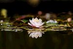 莲花             