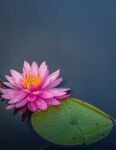 莲花             