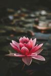 莲花             