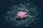 莲花             