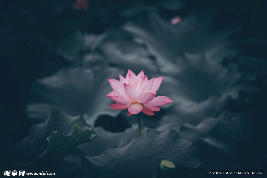 莲花             