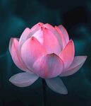 莲花             
