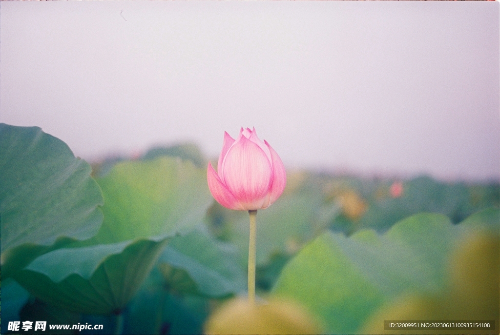 莲花             