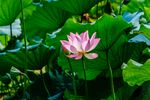 莲花             