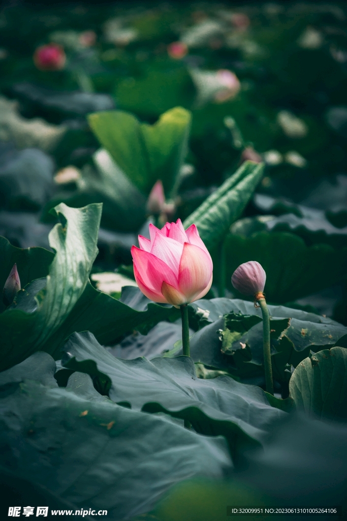 莲花             