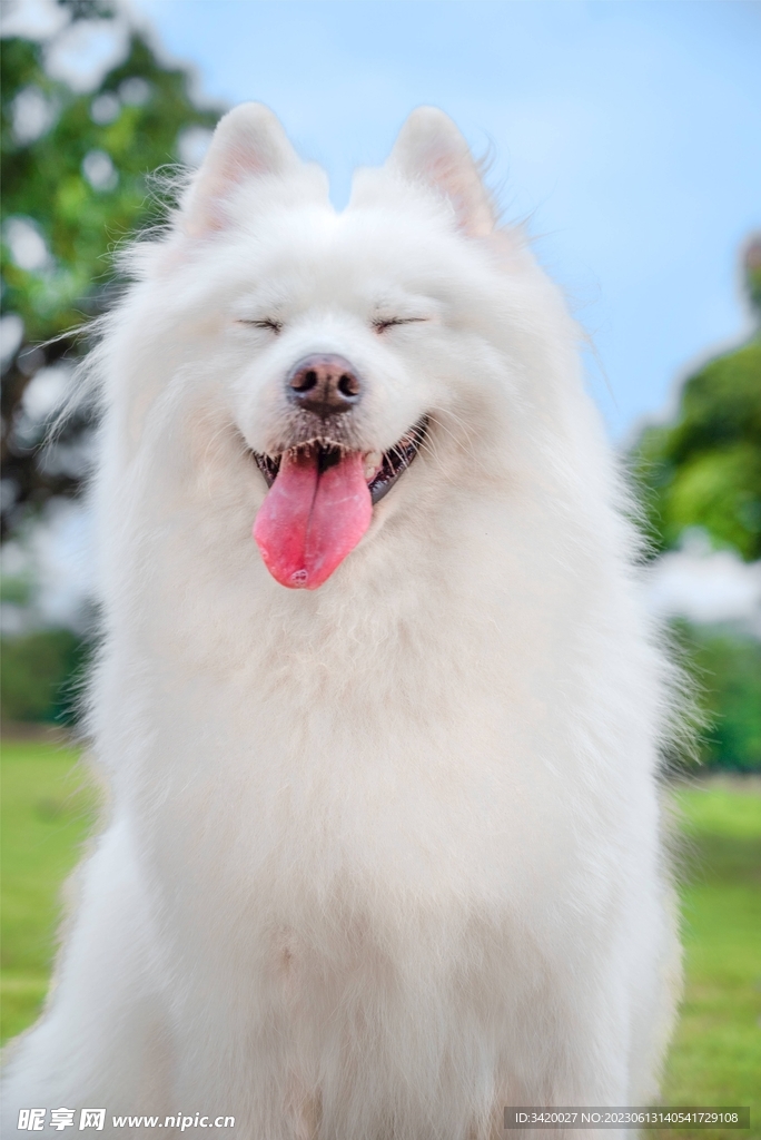 萨摩耶犬