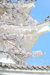 东京樱花