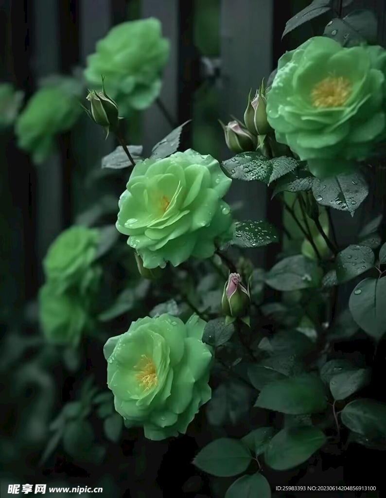 绿色的月季花