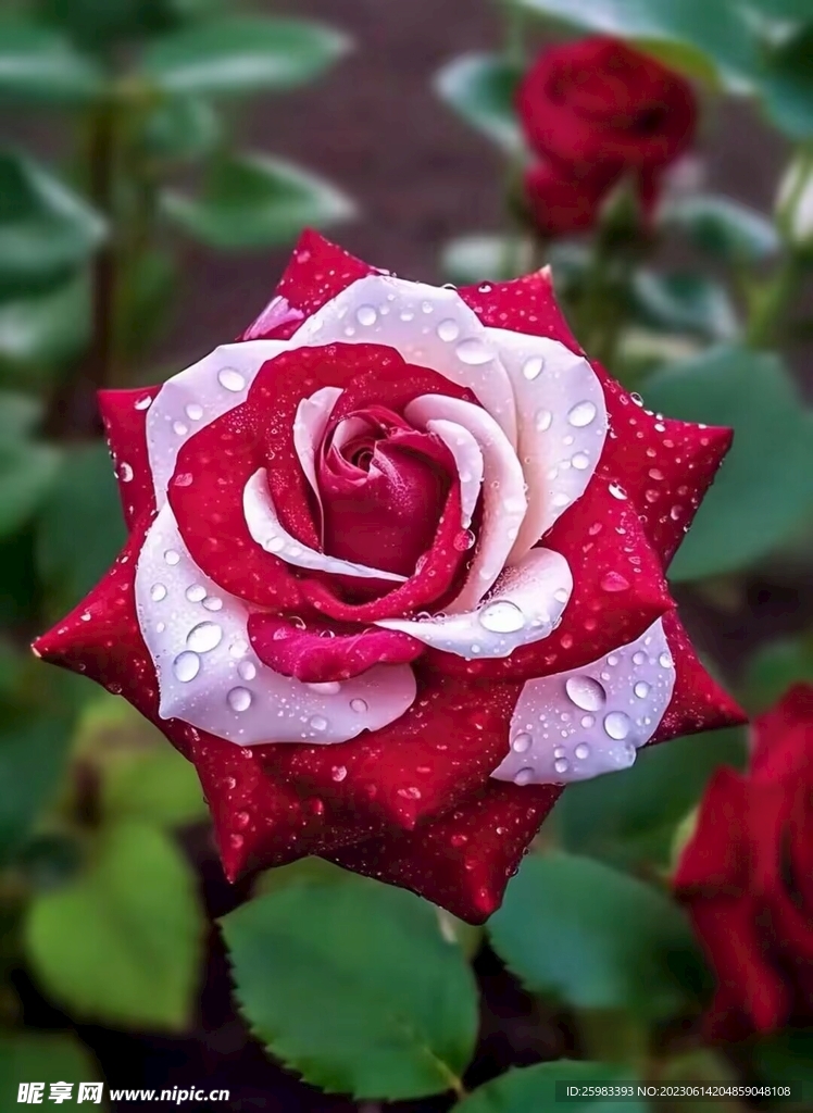 双色月季花