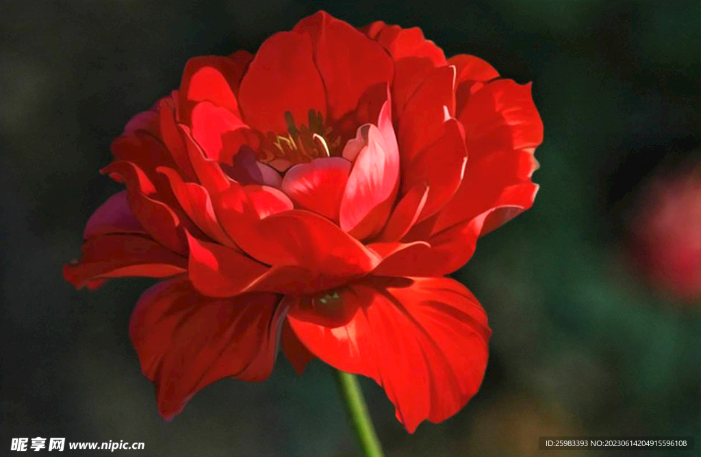 月季花