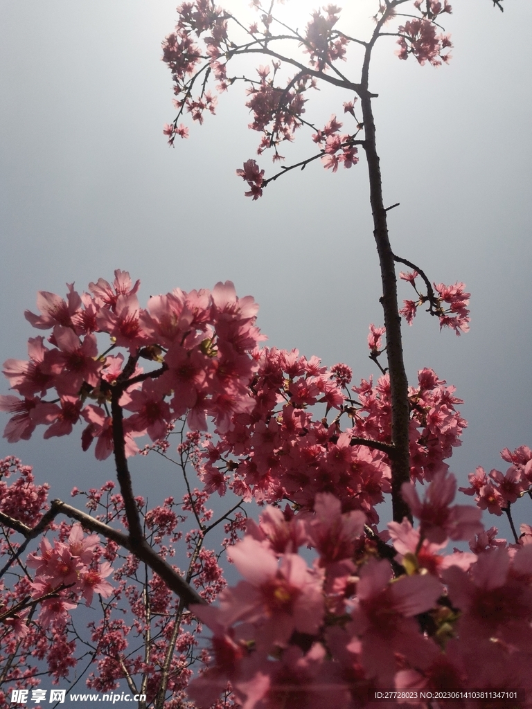 鲜花 树枝