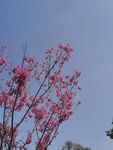 花 鲜艳 蓝天