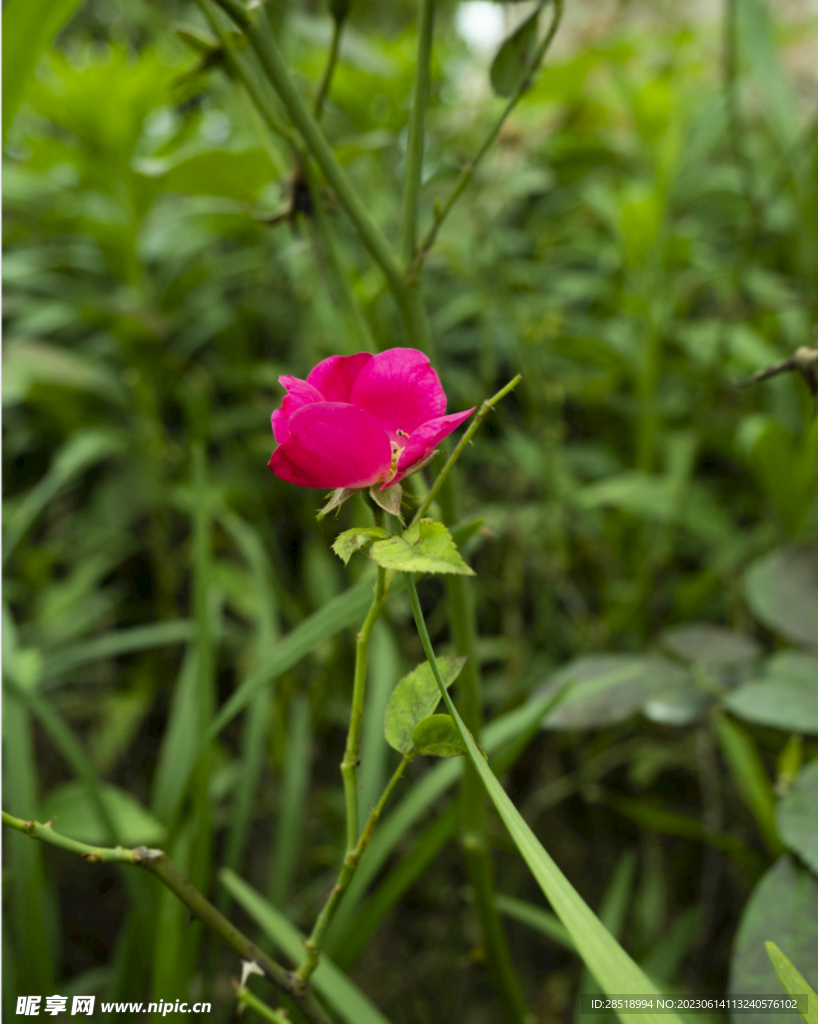 花