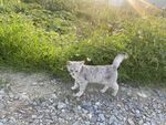 地头小猫