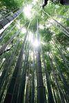 竹林             