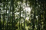 竹林             