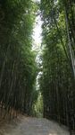 竹林  路