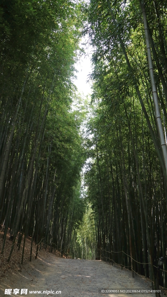 竹林  路
