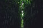竹林             