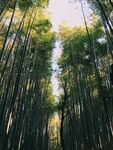 竹林             
