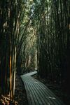 竹林 路