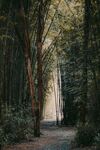 竹林 路