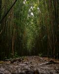 竹林  路