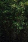 竹林             
