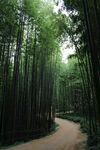 竹林 路