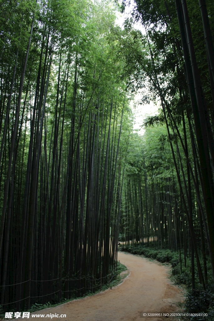 竹林 路