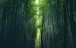 竹林             