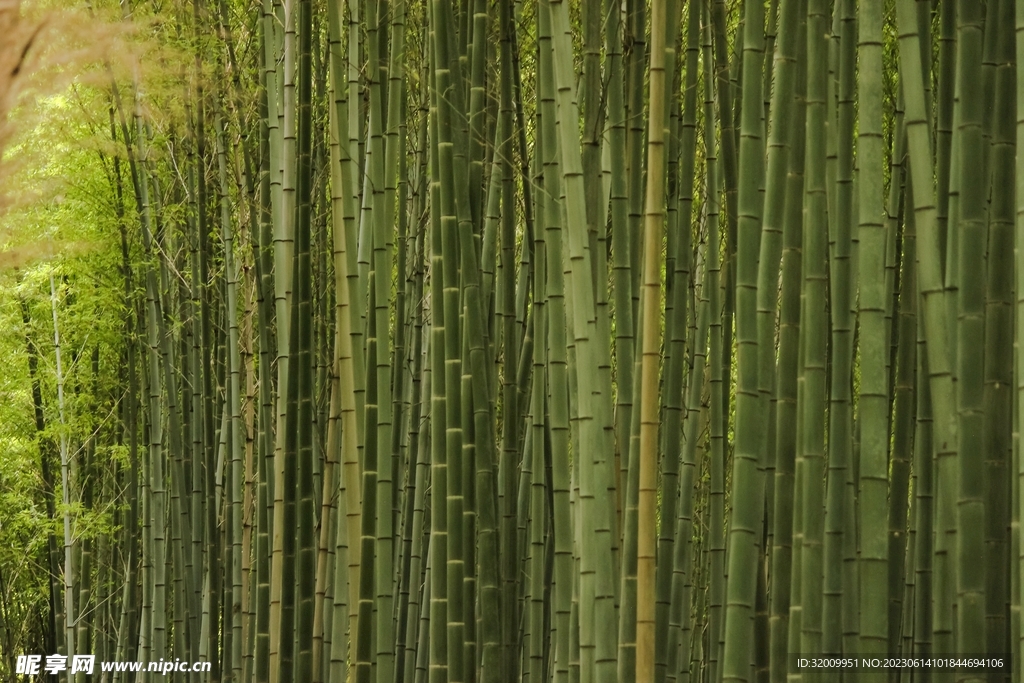 竹林             