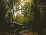 竹林             