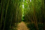 竹林 路