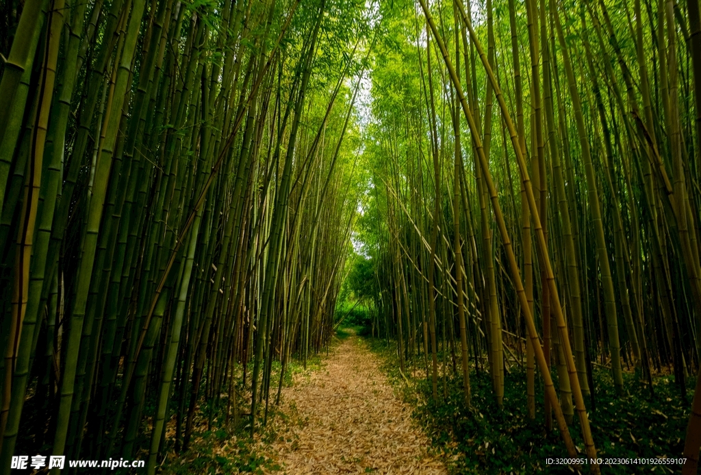 竹林 路
