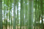 竹林             