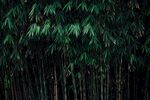竹林             