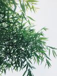 竹叶
