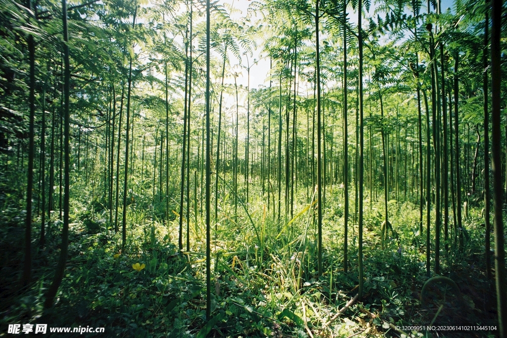 竹林             