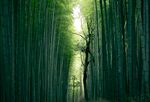 竹林             