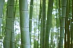 竹           