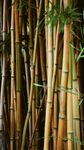 竹林             