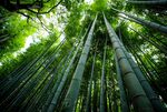 竹林             