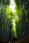 竹林             